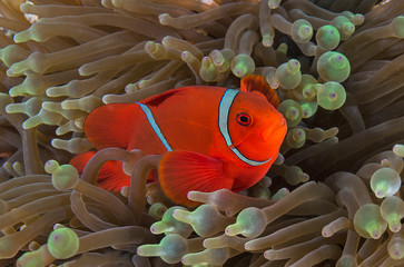 Healthy clownfish in anemone