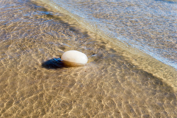 Jellyfish on the beach of the ocean.