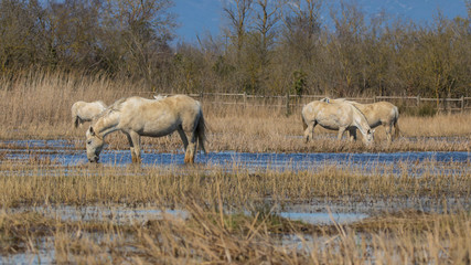 Caballos de la camarga en las Marismas del Ampurdán, Girona