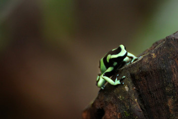 Green and black poison dart frog in Costa Rica