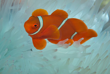 Clownfish in bleached anemone