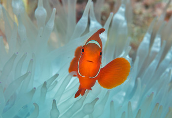 Clownfish in bleached anemone