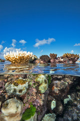 Under over shot of bleached coral