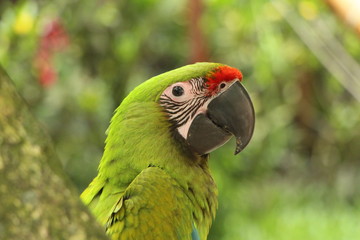 Großer Soldatenara seitlich in Costa Rica © frankeduard