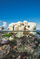 Under over shot of bleached coral