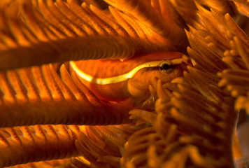 Orange fish in Crinoid