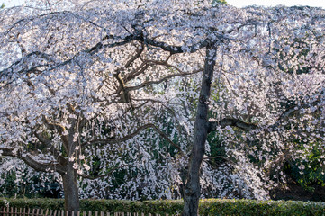 京都御所の桜