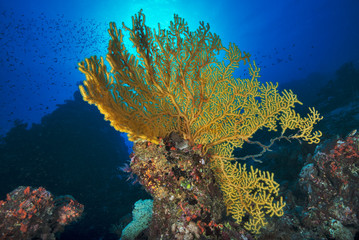 Soft yellow fan coral