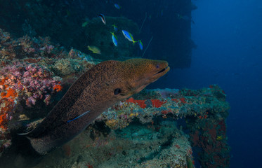 Giant Moray swimming out of cavern
