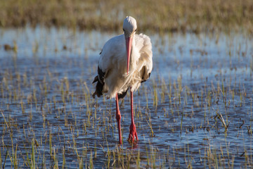 Cigüeña en las Marismas del Ampurdán