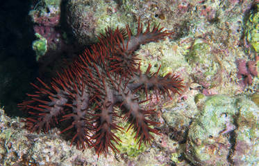 crown-of-thorns starfish on reef