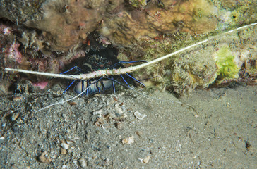 Blue Spiny Lobster in hole