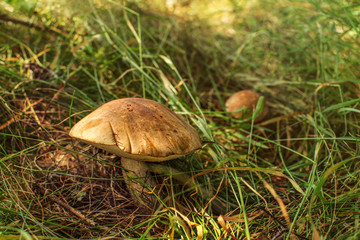 Rough-stemmed bolete (Scaber stalk / Leccinum scabrum) growing in sun lit grass