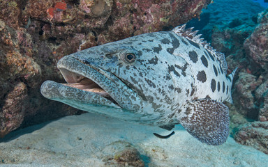 Grouper up close in Australia