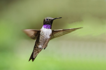 Fototapeta na wymiar Black-Chinned Hummingbird with Throat Aglow While Hovering in Flight