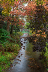 Fototapeta na wymiar Beautiful colored lined stream at Gibbs Gardens in the fall.