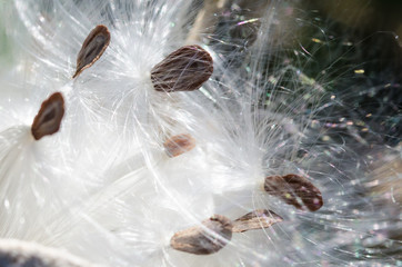 Nature Abstract: Elegant White Milkweed Fibers Presenting Their Seeds