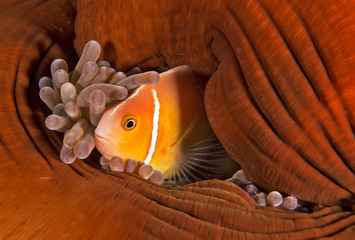 Clownfish in red anemone