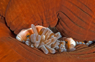 Two clownfish in anemone