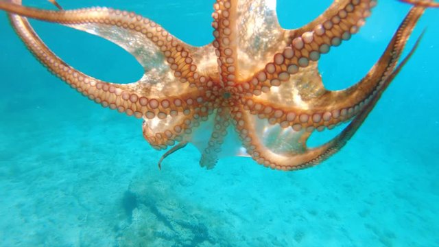 Underwater shoot how octopus swimming in a blue ocean in slow motion