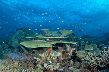 Healthy coral reef