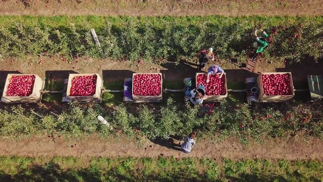 Aerial view. Apple harvest. Apples in crates after harvest, farmers picking apples in a orchard