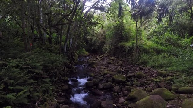 Drone footage of a small stream in the jungles of Oahu near Hamama Falls.