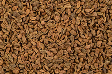 Phacelia Cover Crop Seed Background. Top-Down Macro.