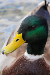 Beautiful duck portrait in a cold autumn day