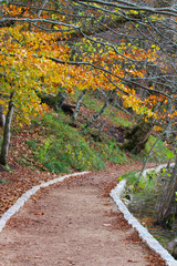 Footpath in silent wood in autumn day, Plitvice