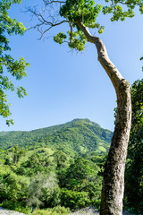Fototapeta premium arboles