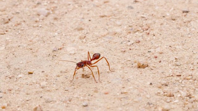 Giant Red Bull Ant acting threatened
