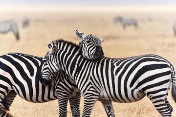 Fototapeta na wymiar Nuzzling zebras in a Ngorongoro Crater Safari Tanzania