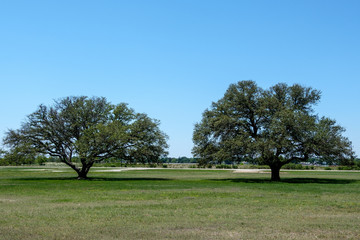 Two Trees