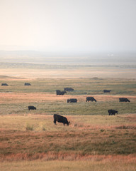 Cows Grazing in a Field with a Hazy Sky - Multiple Cows grazing golden and green grass against a hazy sky the fades away.