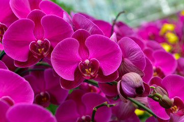 Fototapeta na wymiar The orchid in full bloom
