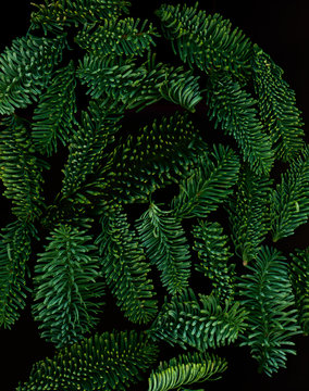 Pine Needles. Scanography