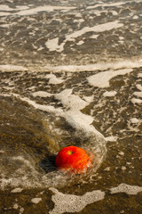 Obraz premium Close up tomato on sand beach and among the waves.