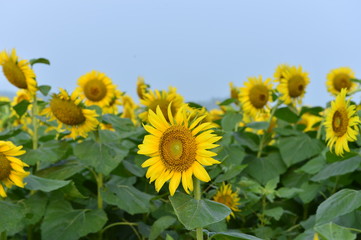 Sunflowers in the field