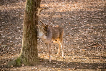 Brown male fallow deer with antlers standing in a game park lowering its head by a tree trunk, shadow, dry leaves on ground, sunny fall day