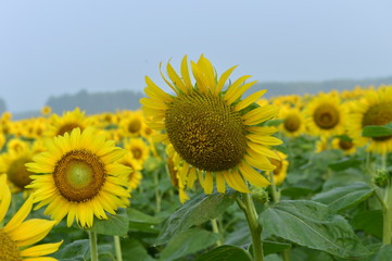 Fototapeta premium Sunflowers in the field