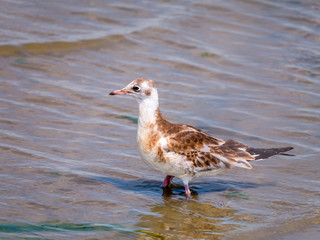 Juvenile black-headed gull, Chroicocephalus ridibundus, standing in shallow water at low tide, Stellendam, Netherlands