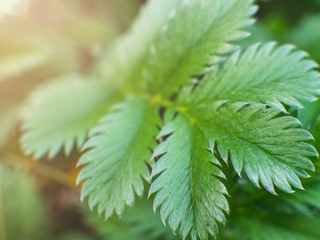 Close-up shot of a green fern