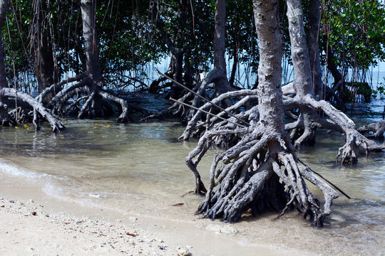 Laiya, San Juan, Batangas, Philippines - May 28, 2017: Mangrove roots on white sand beach close up