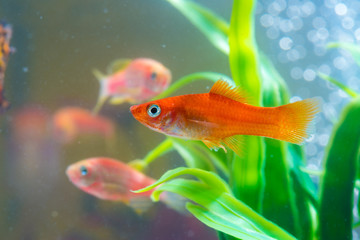 Little red fish with green plant in fish tank or aquarium underwater life.