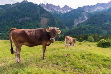 Kühe auf einer Bergwiese in den Alpen
