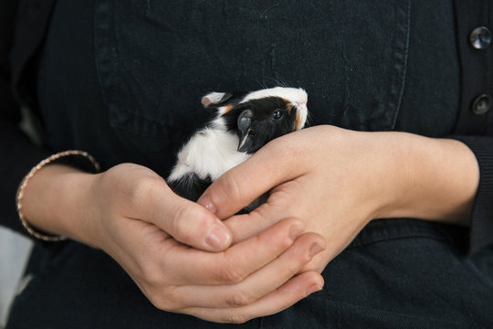 Girls hands holding a baby Guinea Pig