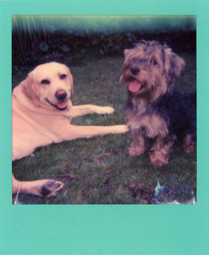 Flat scan of a Mint green square frame polaroid of two pet dogs, a labrador and yorkie on grass.