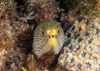Spotted Moray Eel near coral