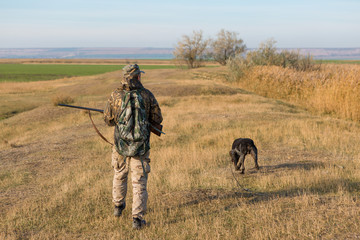 Hunters with a german drathaar and spaniel, pigeon hunting with dogs in reflective vests	